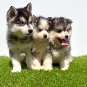 Pomsky-pomski (pomeranac + haski) Slika 8