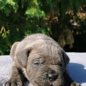 Cane Corso Kane Korso NOVO LEGLO Slika 3 Cane Corso Kane Korso NOVO LEGLO Slika 3