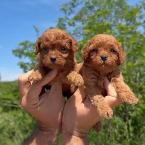 Cavapoo-Kavapu (cavalier king charles spaniel + pudla) Slika 9