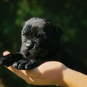 Cane Corso Kane Korso NOVO LEGLO Slika 4 Cane Corso Kane Korso NOVO LEGLO Slika 4