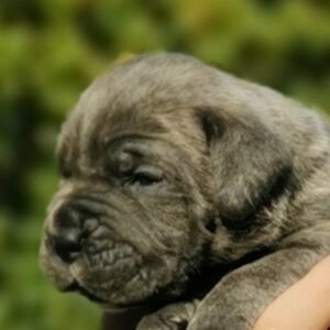 Cane Corso Kane Korso NOVO LEGLO Slika 8 Cane Corso Kane Korso NOVO LEGLO Slika 8
