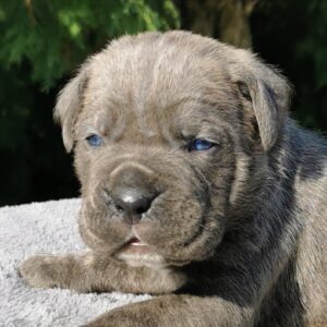 Cane Corso Kane Korso NOVO LEGLO Slika 9 Cane Corso Kane Korso NOVO LEGLO Slika 9