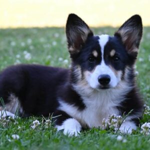 Velski korgi/Welsh Corgi Pembroke Slika 4