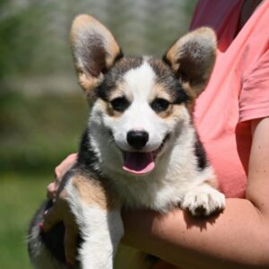Velski korgi/Welsh Corgi Pembroke Slika 6