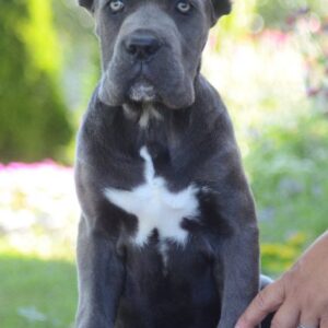 Cane Corso, vrhunski štenci Slika 2 Cane Corso, vrhunski štenci Slika 2