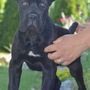 Cane Corso, vrhunski štenci Slika 3 Cane Corso, vrhunski štenci Slika 3