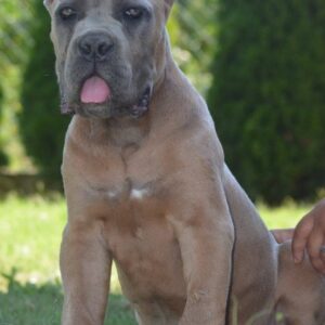 Cane Corso, vrhunski štenci Slika 4 Cane Corso, vrhunski štenci Slika 4