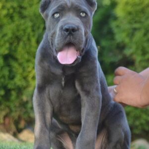 Cane Corso, vrhunski štenci Slika 6 Cane Corso, vrhunski štenci Slika 6
