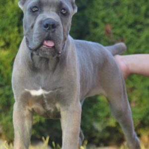 Cane Corso, vrhunski štenci Slika 7 Cane Corso, vrhunski štenci Slika 7