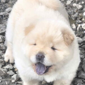 Chow chow prelepi krem stenci Slika 2
