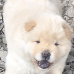 Chow chow prelepi krem stenci Slika 3