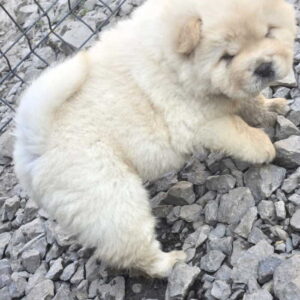 Chow chow prelepi krem stenci Slika 4