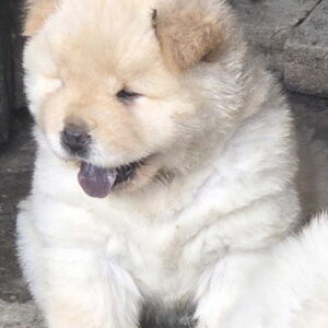 Chow chow prelepi krem stenci Slika 5