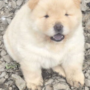 Chow chow prelepi krem stenci Slika 6