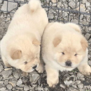 Chow chow prelepi krem stenci Slika 7