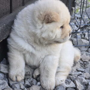 Chow chow prelepi krem stenci Slika 8