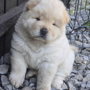 Chow chow prelepi krem stenci Slika 9