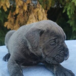 Cane Corso Kane Korso NOVO LEGLO Slika 10 Cane Corso Kane Korso NOVO LEGLO Slika 10