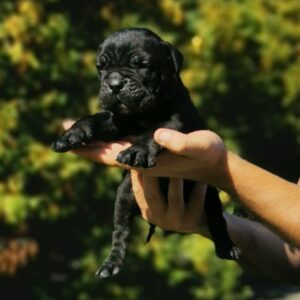 Cane Corso Kane Korso NOVO LEGLO Slika 11 Cane Corso Kane Korso NOVO LEGLO Slika 11