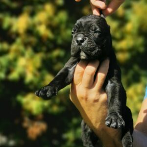 Cane Corso Kane Korso NOVO LEGLO Slika 12 Cane Corso Kane Korso NOVO LEGLO Slika 12