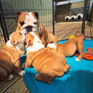 English bulldog puppies Slika 3