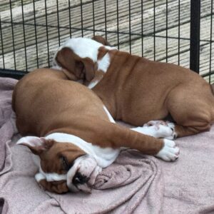 English bulldog puppies Slika 2