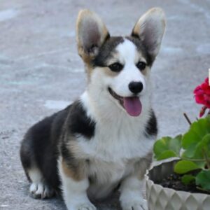 Velski korgi/Welsh Corgi Pembroke Slika 7