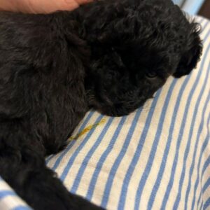 Francuska pudla štenci Slika 4 Francuska pudla štenci Slika 4
