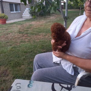 Crvena toy pudlica, žensko štene – staro 2,5 meseci Slika 3 Crvena toy pudlica, žensko štene – staro 2,5 meseci Slika 3