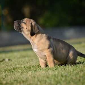 Na prodaju stenci Presa Canario Slika 2 Na prodaju stenci Presa Canario Slika 2