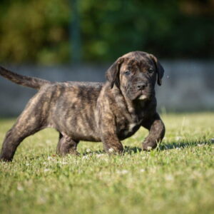 Na prodaju stenci Presa Canario Slika 3 Na prodaju stenci Presa Canario Slika 3