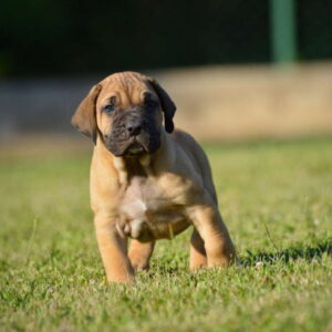 Na prodaju stenci Presa Canario Slika 6 Na prodaju stenci Presa Canario Slika 6
