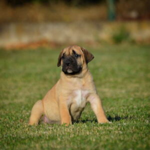 Na prodaju stenci Presa Canario Slika 8 Na prodaju stenci Presa Canario Slika 8