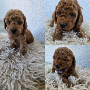 Aprikot mini i Crvena toy pudla štenci Slika 7 Aprikot mini i Crvena toy pudla štenci Slika 7