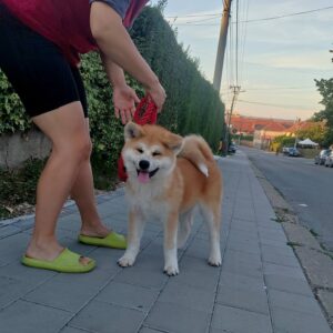Akita Inu prelepi štenci Slika 2