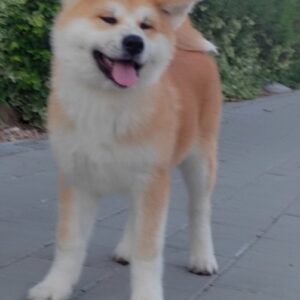 Akita Inu prelepi štenci Slika 3