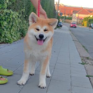 Akita Inu prelepi štenci Slika 4