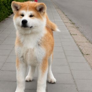Akita Inu prelepi štenci Slika 5