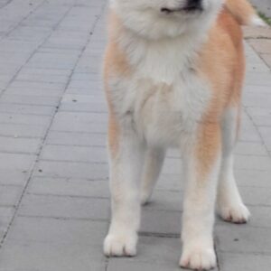 Akita Inu prelepi štenci Slika 6