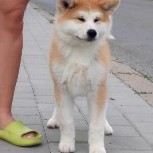 Akita Inu prelepi štenci Slika 7