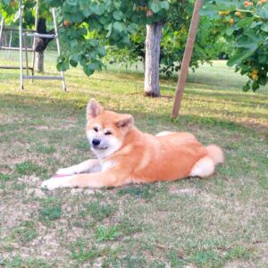 Akita Inu prelepi štenci Slika 8