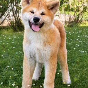 Akita Inu prelepi štenci Slika 9