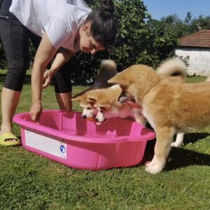 Akita Inu prelepi štenci Slika 10