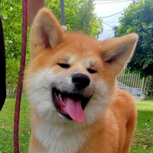 Akita Inu prelepi štenci Slika 11