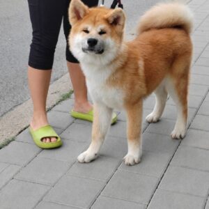 Akita Inu prelepi štenci Slika 12