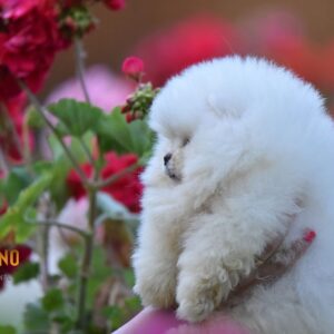 Pomeranac Boo štenci Slika 2 Pomeranac Boo štenci Slika 2