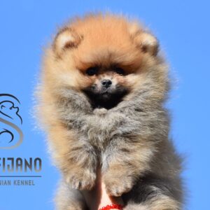 Pomeranac Boo štenci Slika 4 Pomeranac Boo štenci Slika 4