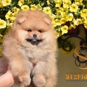 Pomeranac Boo štenci Slika 5 Pomeranac Boo štenci Slika 5