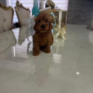Goldendoodle prelepi štenci Slika 2