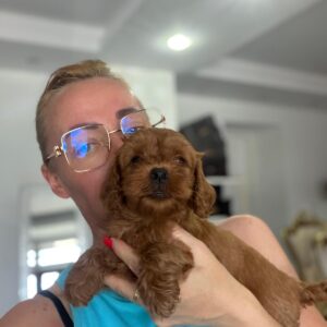 Goldendoodle prelepi štenci Slika 5